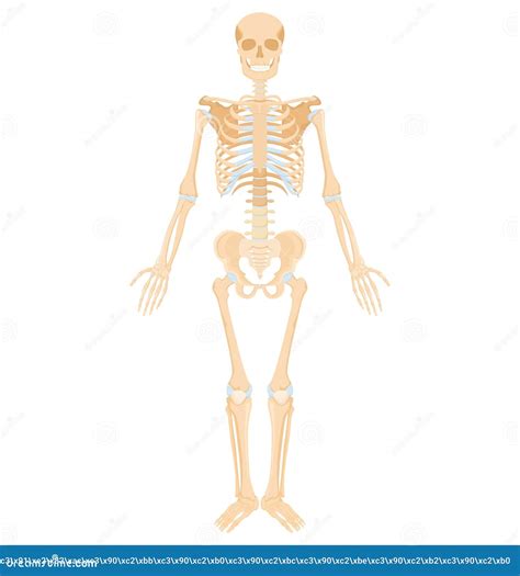 Human Skeleton. Medical Anatomical Banner. Realistic Yellow Bones of
