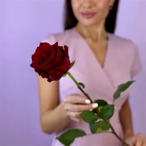 Роза Бархат эксплоэр, Flowers Moscow, Russia, buy at a price of 550 RUB ...
