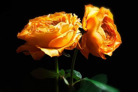 Rose Caraluna Photograph by Oma Sjon - Fine Art America
