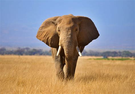 Wildlife in Cameroon - Types of Cameroonian Animals - A-Z Animals
