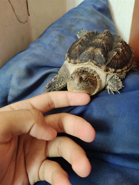 Pet Snapping Turtles