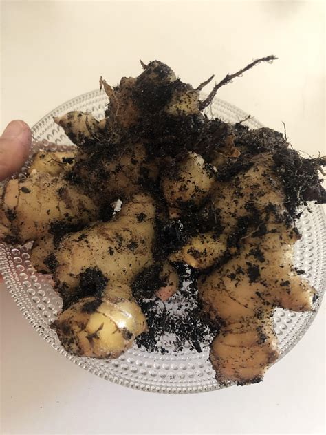 First ginger harvest : r/gardening