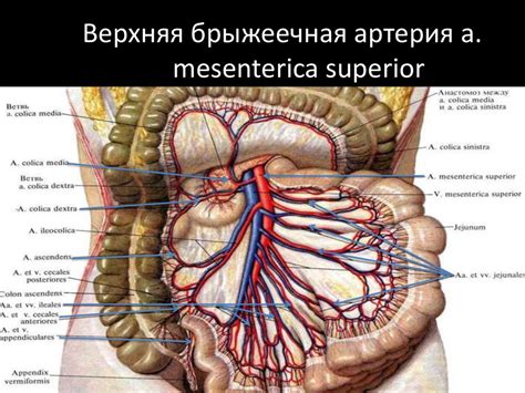 Клиническая анатомия брюшной аорты - презентация онлайн