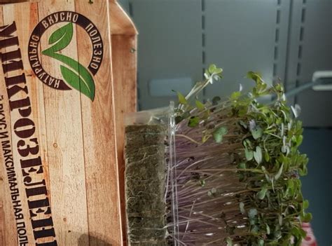 Выращивание микрозелени (microgreens) в теплицах - Салат и зеленные ...
