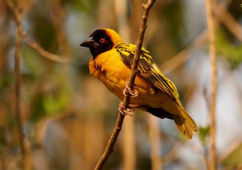 15 Remarkable Birds in Africa - A-Z Animals