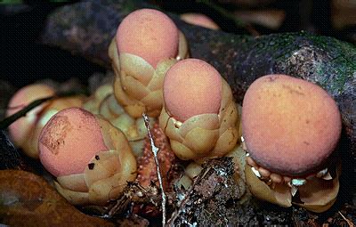 Families of Flowering Plants of Australia