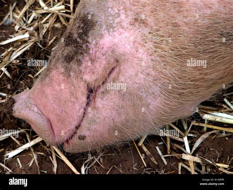 A happy smiling pig Stock Photo - Alamy