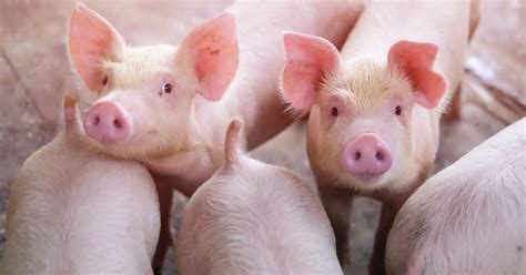 ASF in the spotlight - Animal Nutrition Association of Canada