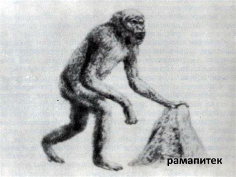 PPT - 1. Доказателства за родството между човека и гръбначните животни ...