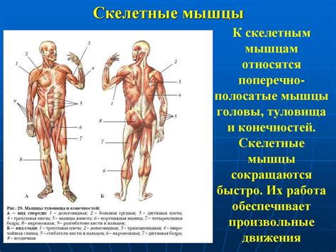 Анатомия и физиология человека - online presentation