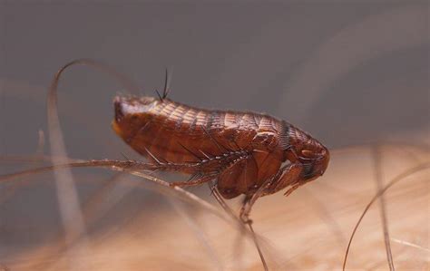 Turkestan Cockroach | A Guide To Control & Prevention In California