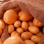 Ранний картофель, сорта картофеля, выращивания раннего картофеля
