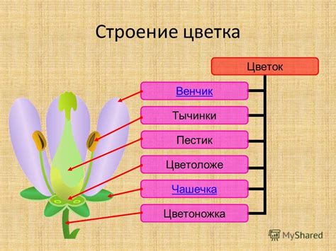 Презентация на тему: "Давай пройдемся медленно по лугу И «Здравствуй ...
