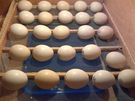 Hatching Eggs | Hatching Fertile Eggs - Cemani Farms