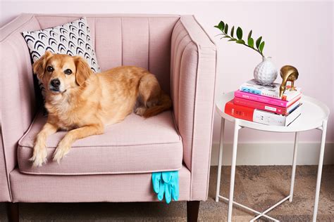 Is It Bad To Let Dog On Couch