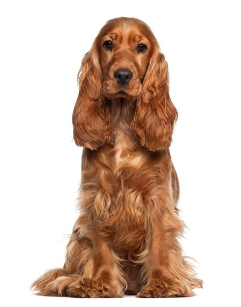 Premium Photo | English cocker spaniel sitting