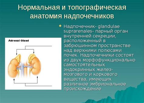 Надпочечниковая недостаточность: симптомы и методы лечения