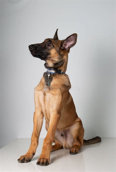 Photography of a Cute, Little Malinois Puppy Stock Photo - Image of ...