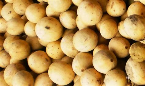 manfaat penting buah duku bagi kesehatan pospopulers