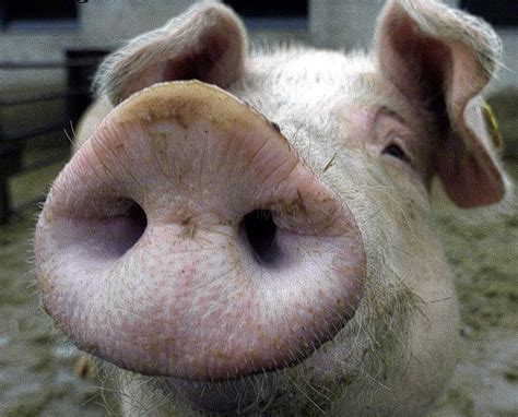 Images of SCHWEIN - JapaneseClass.jp