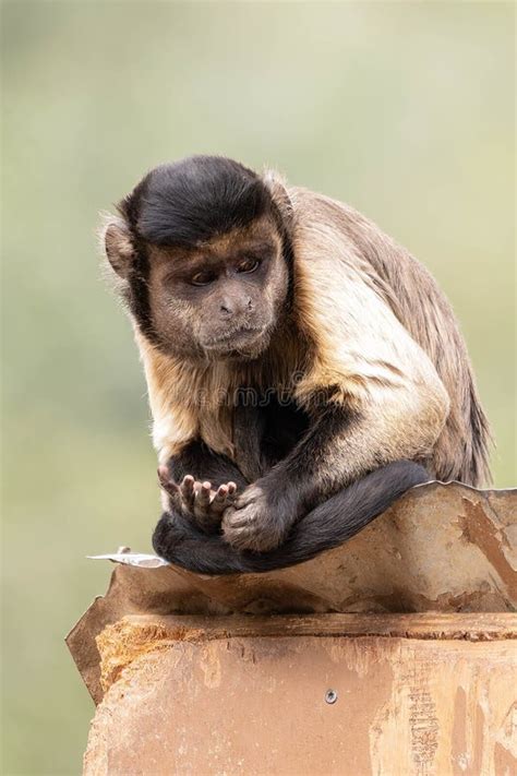 Brown Tufted Capuchin Gets a Close Up on a Sunny Day in Captivity Stock ...