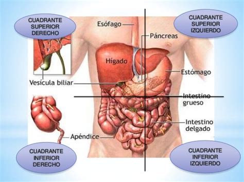 Cuadrantes abdominales (anatomía, órganos) | Cavidades del cuerpo
