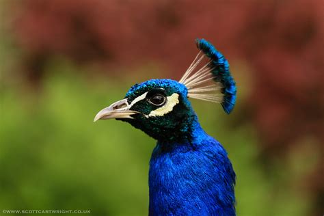 Male Peacock | Scott Cartwright Photography