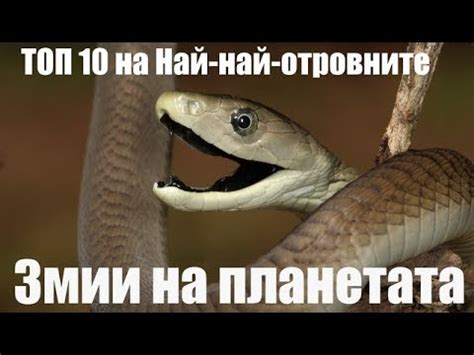 Топ 10 Най-Най-Отровните змии на планетата - YouTube