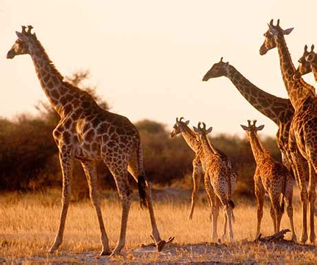 5 reasons to visit Zimbabwe - A Luxury Travel Blog
