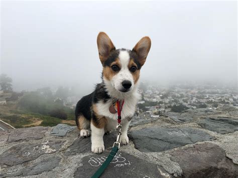 Anyone else have a judgemental corgi? 😂 : r/corgi