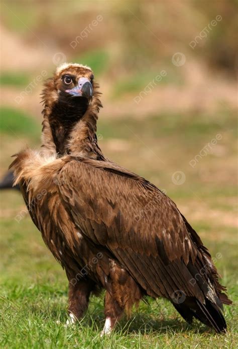 The Majestic Wild Black Vulture In Its Habitat Background And Picture ...