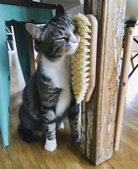 Щетка-чесалка. | Фото: driveprofit.co. | Astuces pour chat, Maison de ...