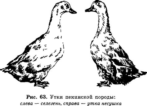 Как отличить утку от селезня
