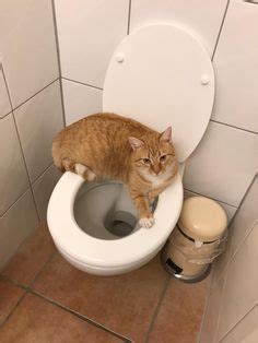 toilet paper meme funny gif