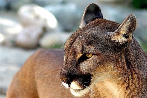 internacional del puma el animal emblematico de america vet market