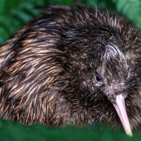 NZ's National Kiwi Hatchery just celebrated their 2500th chick with a