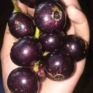 jual buah kupa terlengkap harga terbaru april  shopee indonesia