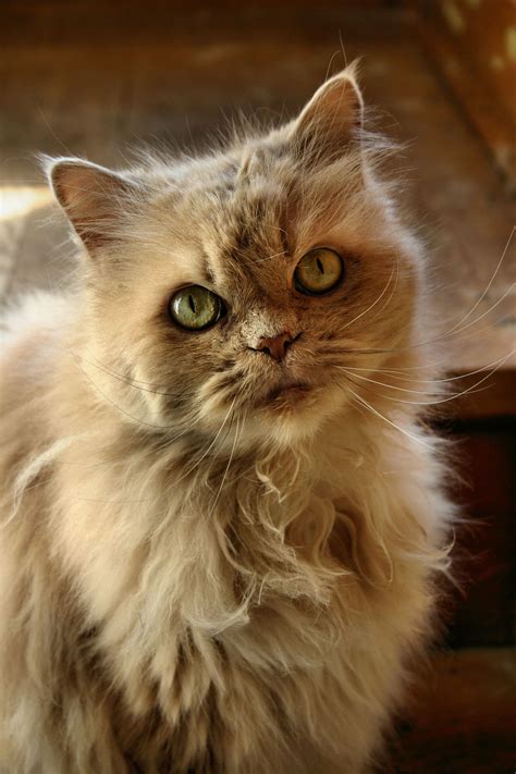Awesome Persian Cat Photos