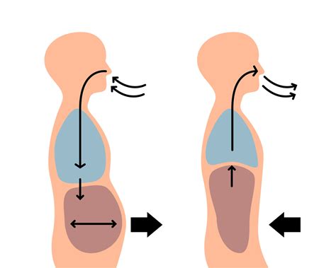 O Que É Inspirar E Expirar - isolado do corpo humano ao inspirar e expirar em estilo vetorial plano ...