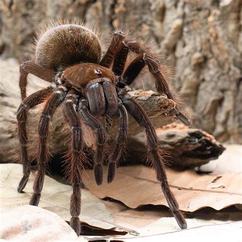 goliath spider size comparison