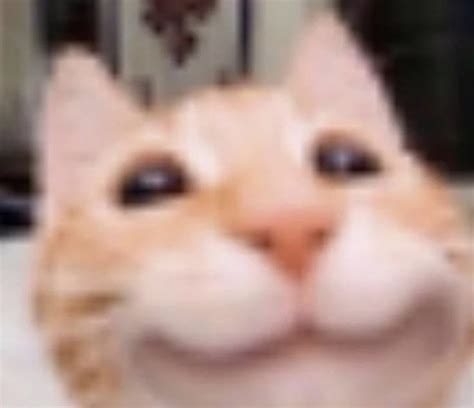 an orange and white cat is smiling for the camera