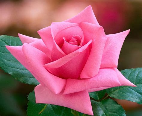🌹Roses & Roses & Roses ... | MyDustyGirl