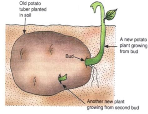 Parts Of A Potato Plant - canvas-data