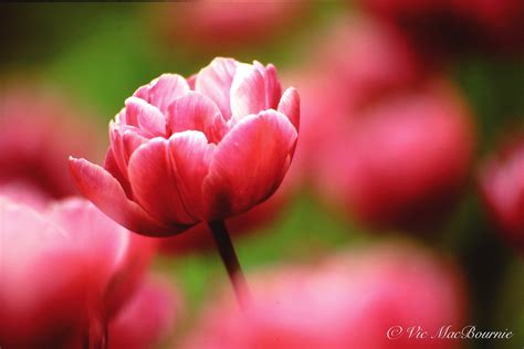 lens  flower photography  ted hayes blog