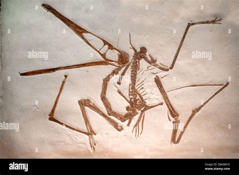 Pterodactyl Skeleton