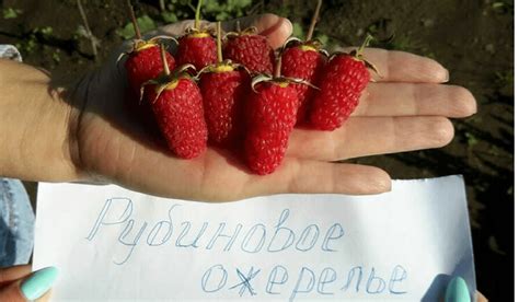 Малина Рубиновое Ожерелье - описание сорта, фото, отзывы