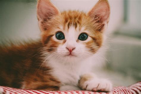 kitten      kitten stock  hd images