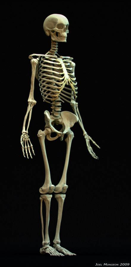 17 Best images about skeleton on Pinterest | Real skull, Close up and ...