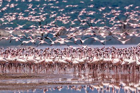 Top Shot: Flamingos in Flight Top Shot features... -- Editors ...