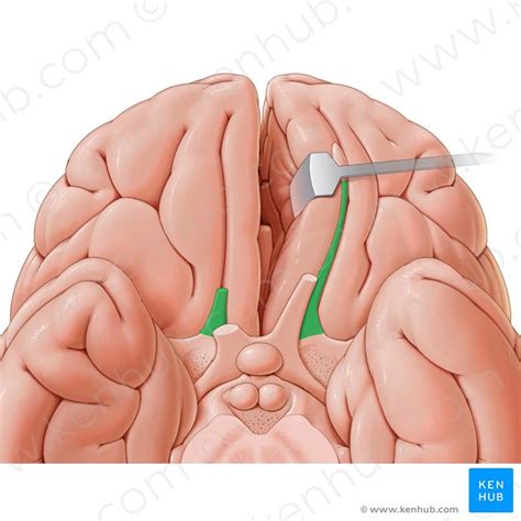 Olfactory pathway and nerve: Anatomy | Kenhub